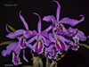 Cattleya maxima 